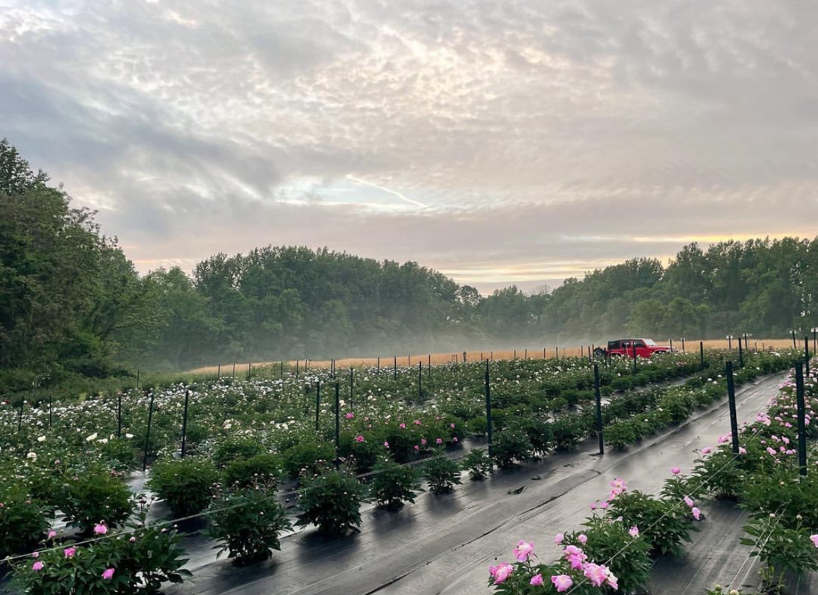 Peony field in a early morning at Cajun Crossing Farm in Dickerson, Maryland
